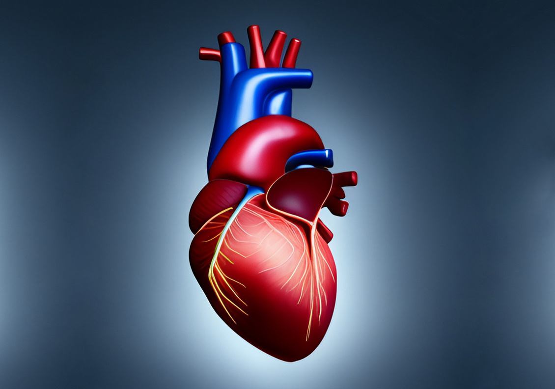 Human heart